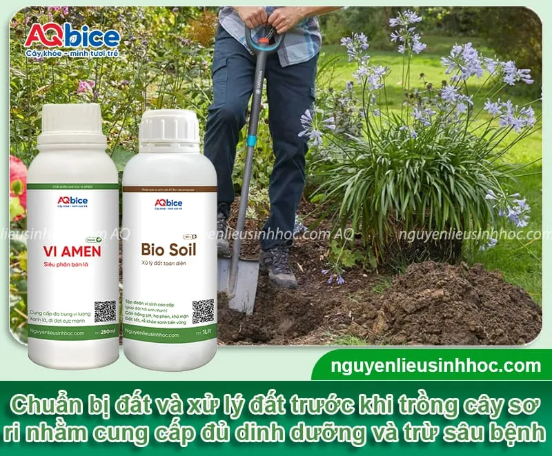 Cần chọn loại đất phù hợp với cây sơ ri và xử lý đất trước trồng nhằm tăng cường dinh dưỡng và hạn chế nhiễm bệnh hại