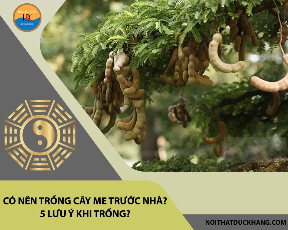 Cần chú ý không để cây me quá rậm rạp hoặc gần sát tường nhà, tránh hư hỏng công trình