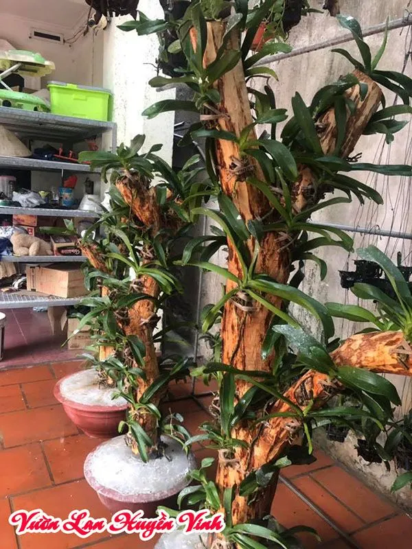 Cần chú ý tới chế độ ánh sáng khi lan đai châu được ghép vào gỗ để đảm bảo quá trình ra hoa