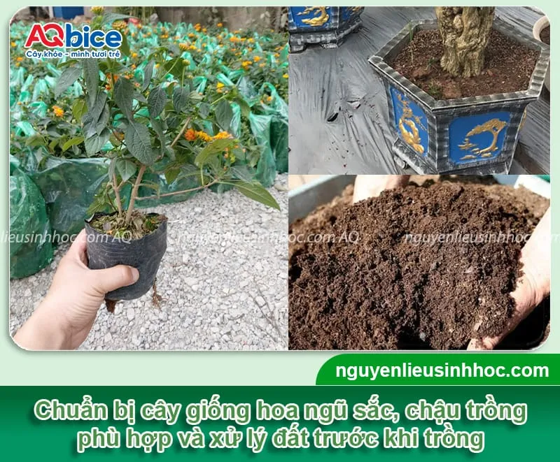 Cần chuẩn bị giống cây khỏe mạnh, chậu trồng thích hợp, đủ độ sâu và độ rộng, xử lý cả đất trước khi tiến hành cách trồng hạt ngũ hoa