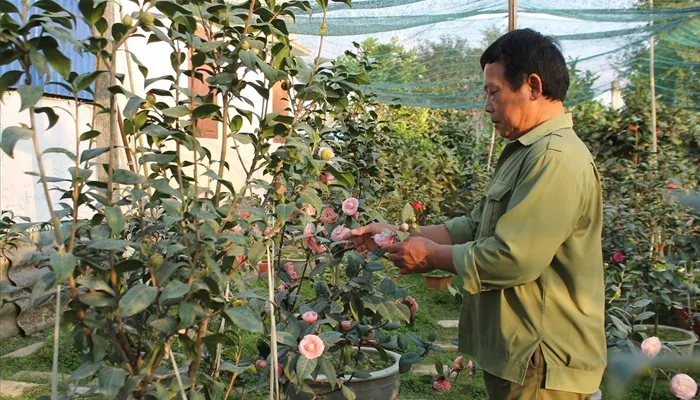 Cần cung cấp đầy đủ nước và chất dinh dưỡng cho cây hoa trà