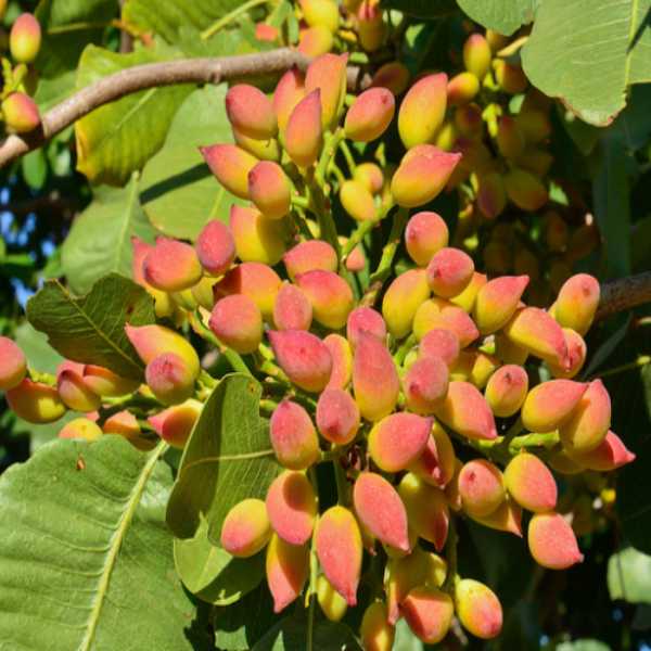 Cách Trồng Cây Hạt Dẻ Cười: Kỹ Thuật Chăm Sóc Chuyên Sâu Đạt Hiệu Quả Cao