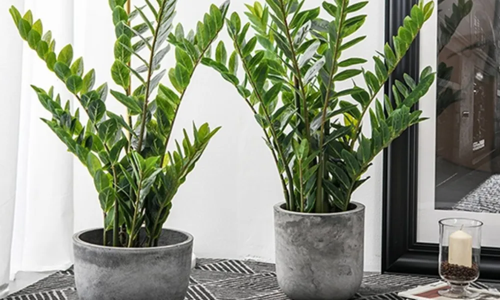 Cần phải xử lý các trường hợp cây kim tiền bị vàng lá, thối thân để cây phục hồi