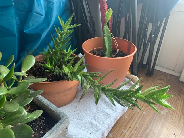 Cách Chăm Sóc Cây Nha Đam Toàn Diện Từ A Đến Z Đạt Năng Suất Cao