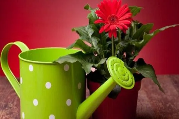 Cần thường xuyên cắt tỉa lá già, lá bệnh để tập trung dinh dưỡng nuôi nụ hoa Đồng Tiền