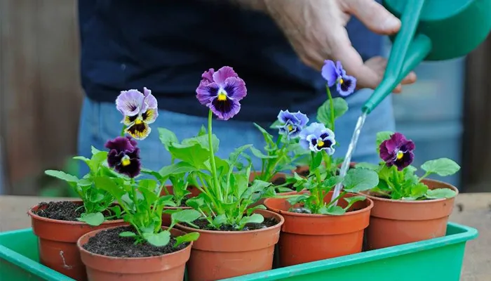 Cần tưới nước cho hoa cánh bướm đúng kỹ thuật theo từng thời điểm