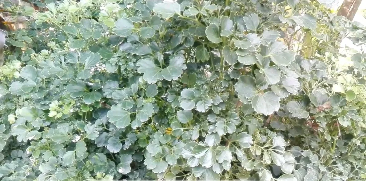 Cành đinh lăng lá tròn chất lượng, xanh rì dùng để cắm hoa hoặc uốn nắn thành cây đinh lăng bonsai