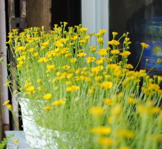 Cánh đồng hoa cúc sao băng rực rỡ dưới ánh nắng - Kỹ thuật trồng hoa cúc sao băng