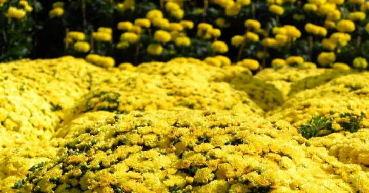 Cánh đồng hoa cúc vàng Đà Lạt chuẩn bị thu hoạch