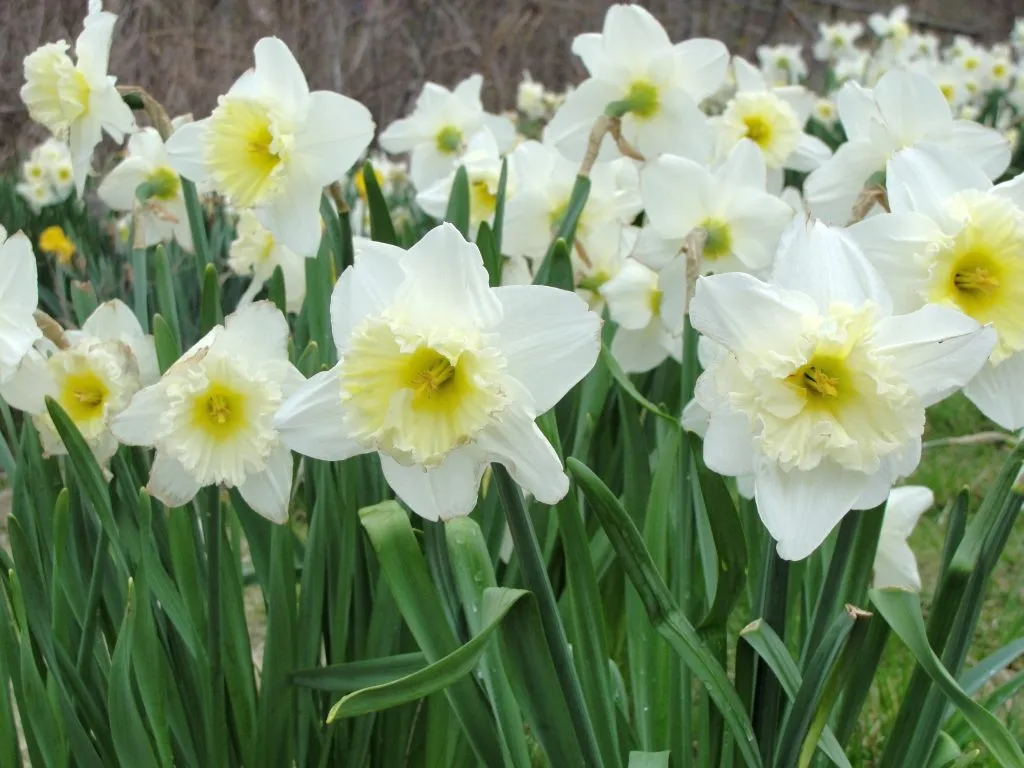 Cánh đồng hoa thủy tiên vàng nở rộ dưới ánh nắng