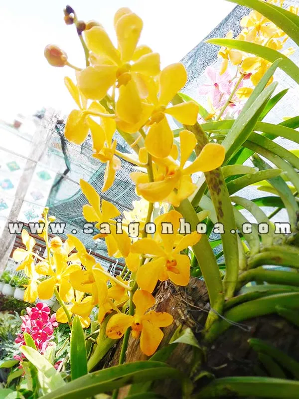 Cánh đồng lan Mokara màu vàng rực rỡ, thành quả của kỹ thuật chăm sóc lan ra hoa đúng Tết