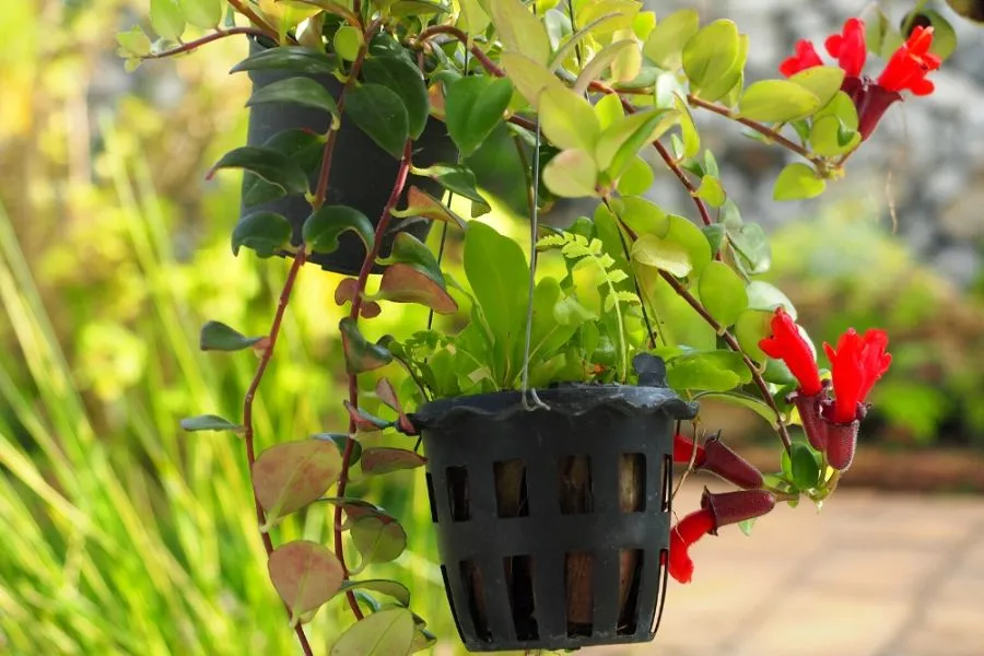 Cành giâm cây son môi đang hình thành rễ trong nước, sẵn sàng cho việc trồng mới