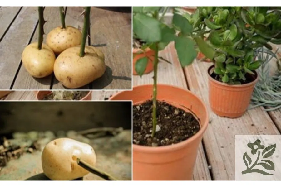 Cành hoa hồng được cắm vào củ khoai tây và đặt xuống đất để giâm cành