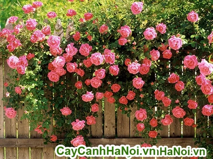 Cành hoa hồng leo khỏe mạnh với nhiều nụ và lá xanh