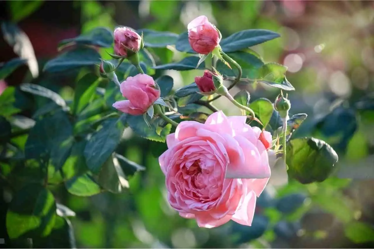 Cành Hồng Ngoại Màu Hồng Phấn Với Nụ Non Khỏe Mạnh Được Chăm Sóc Đúng Kỹ Thuật