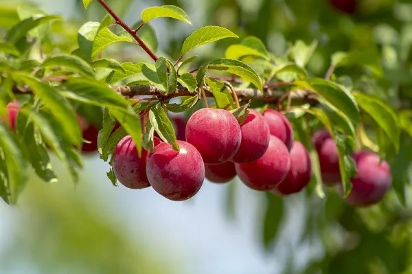 Cành mận hậu trĩu quả, thành quả của kinh nghiệm và kỹ thuật khi trồng cây mận hậu trong chậu