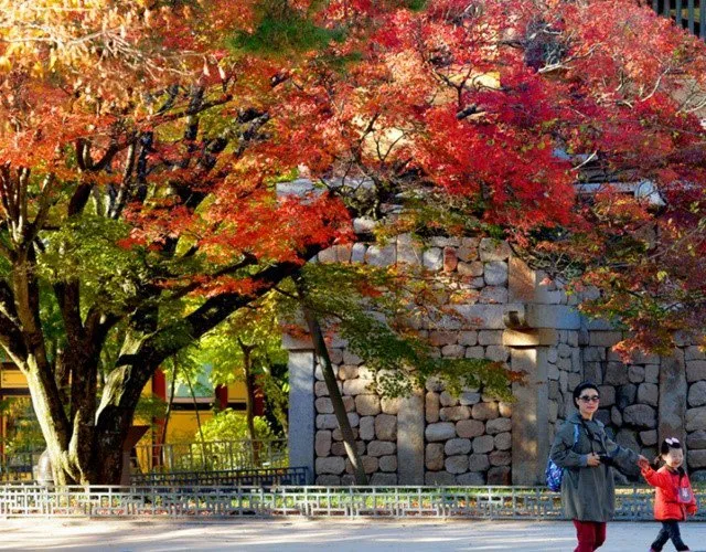 Cảnh quan đường phố rực rỡ với sắc phong lá đỏ khi được chăm sóc đúng kỹ thuật theo mùa