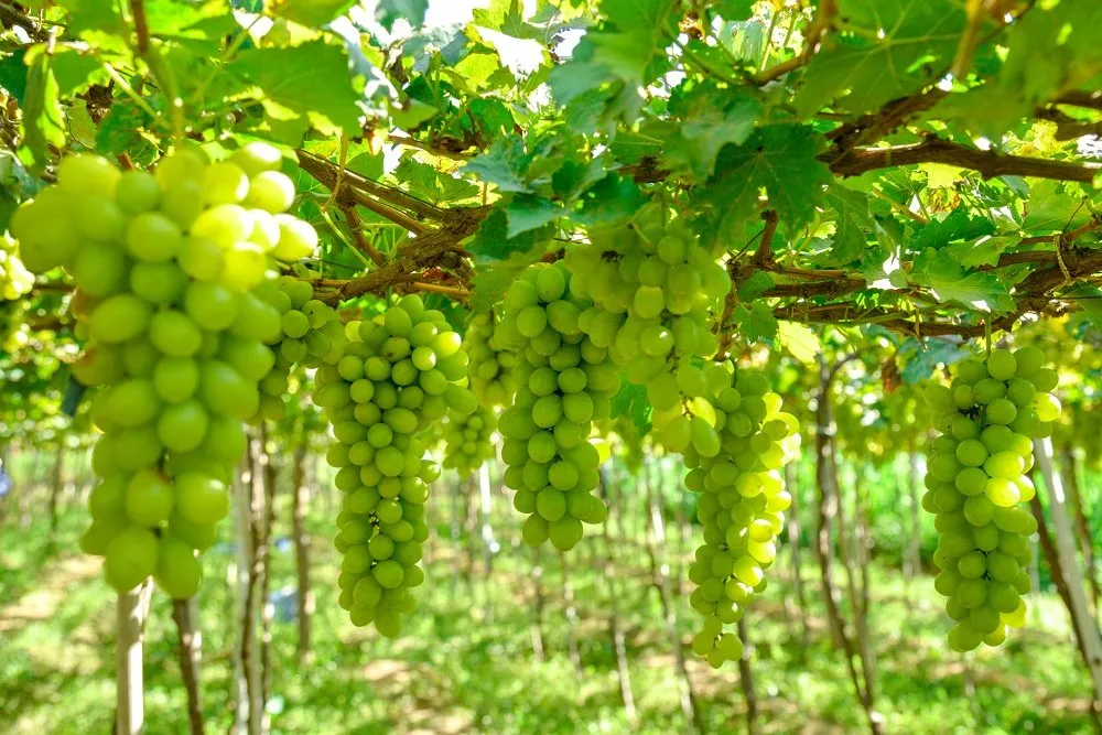 Cảnh quan vườn nho Ninh Thuận trĩu quả chín mọng dưới khí hậu khô hạn