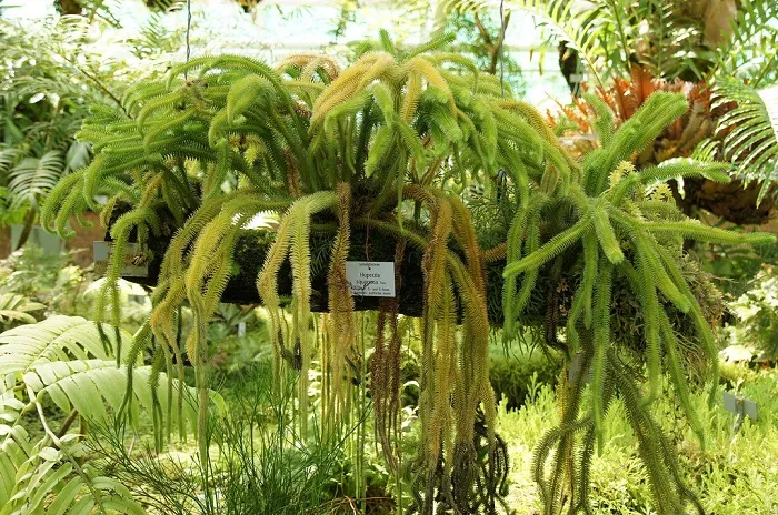 Cành râu rồng Lycopodium rủ xuống mềm mại, minh họa cách chăm sóc cây râu rồng đúng kỹ thuật