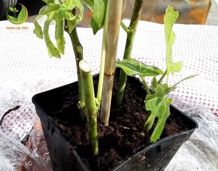 Cành Sung Mỹ được giâm trong môi trường nước, kỹ thuật giâm cành cơ bản để trồng sung