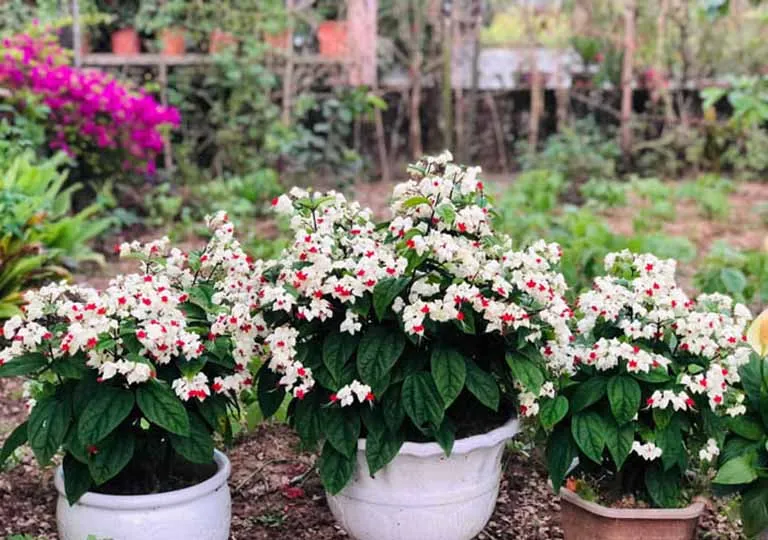 Cánh trồng cây ngọc nữ ra hoa rực rỡ với đài trắng cánh đỏ