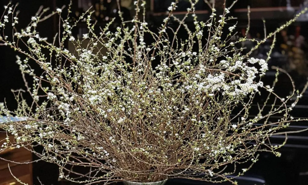 Cành tuyết mai rừng chuẩn bị nở hoa, minh họa kỹ thuật chăm sóc cây tuyết mai để hoa bền lâu