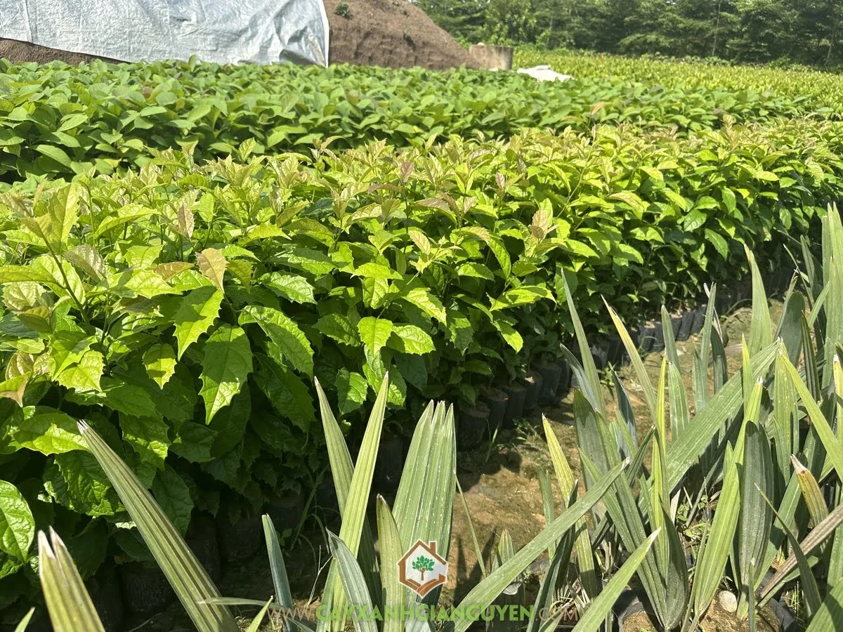 Cành xạ đen được chọn lọc kỹ lưỡng, đảm bảo đặc tính di truyền ổn định