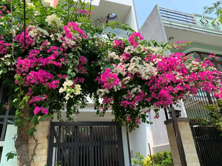 Cặp hoa giấy bonsai lớn đặt đối xứng hai bên cửa chính, tăng cường vẻ đẹp uy nghiêm và khả năng xua đuổi tà khí