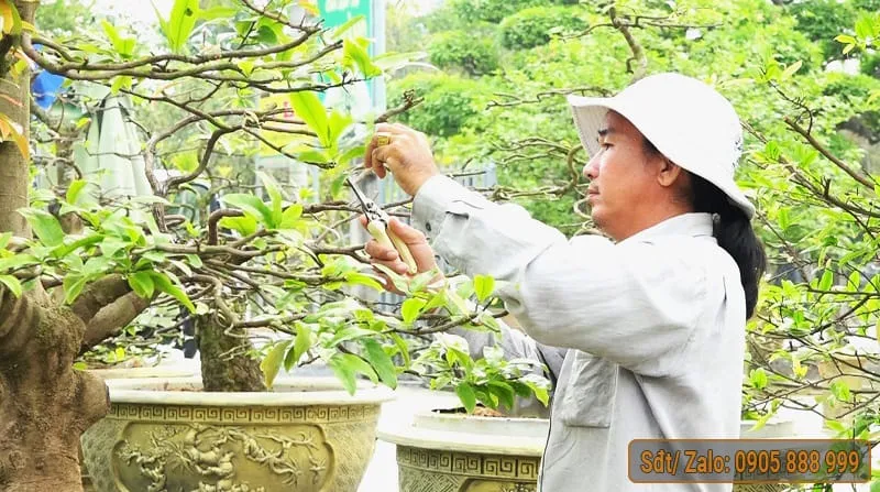 Cắt bỏ các nhánh, các cành vươn không cần thiết của cây mai