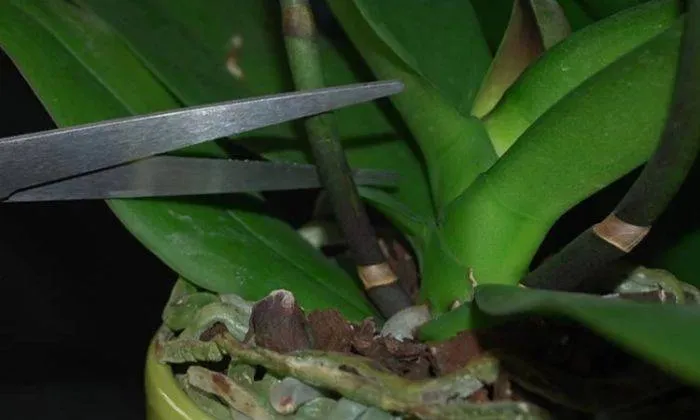 Cắt bỏ ngồng hoa hư tổn của lan hồ điệp sau khi tàn hoa