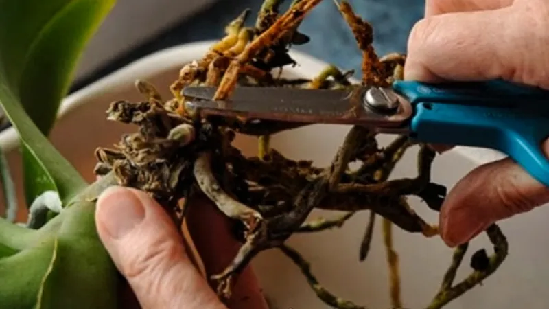 Cắt bỏ phần rễ hư thối, bôi keo liền sẹo để tránh nấm bệnh tấn công