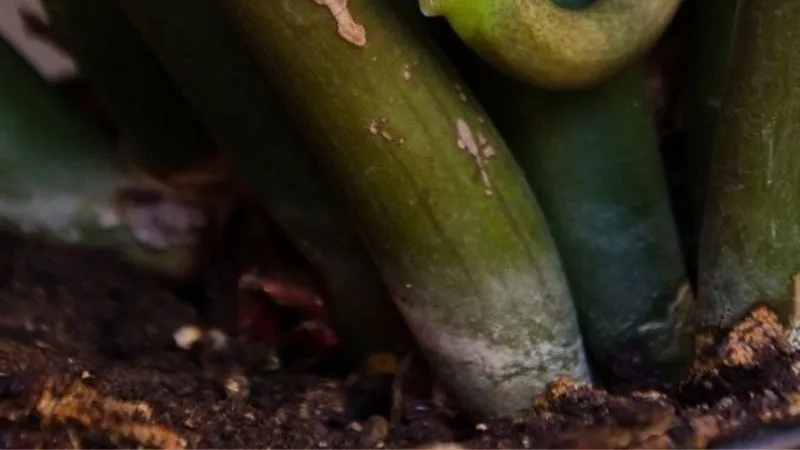 Cắt bỏ phần rễ thối là bước quan trọng trong cách chăm cây kim tiền bị vàng lá do úng