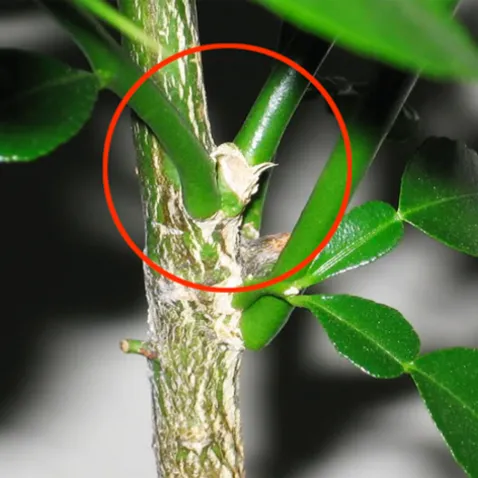 Cắt các cành chanh chúc quá gần nhau, chèn ánh sáng của nhau để tạo độ thông thoáng