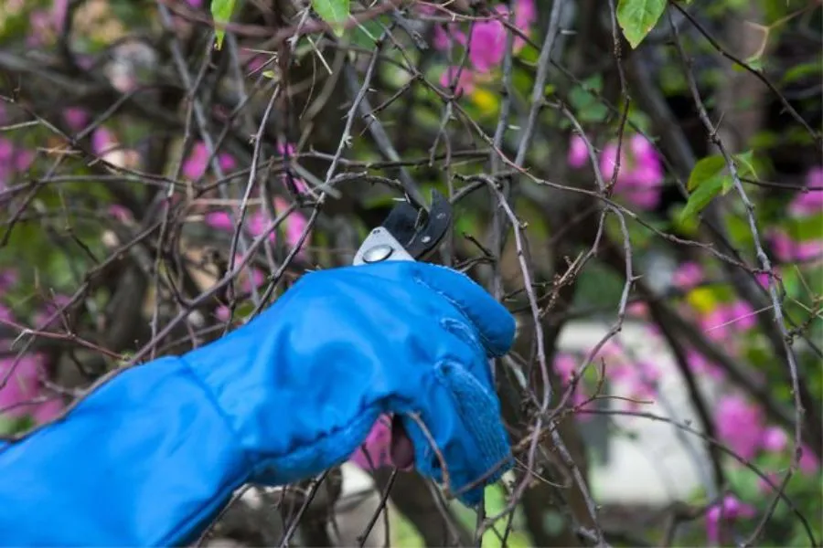 Cắt cành chiết từ cây hoa giấy mẹ