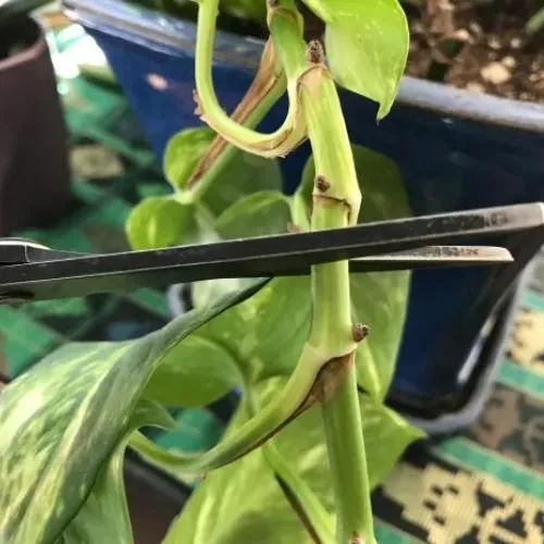 Cắt cành trầu bà để giâm