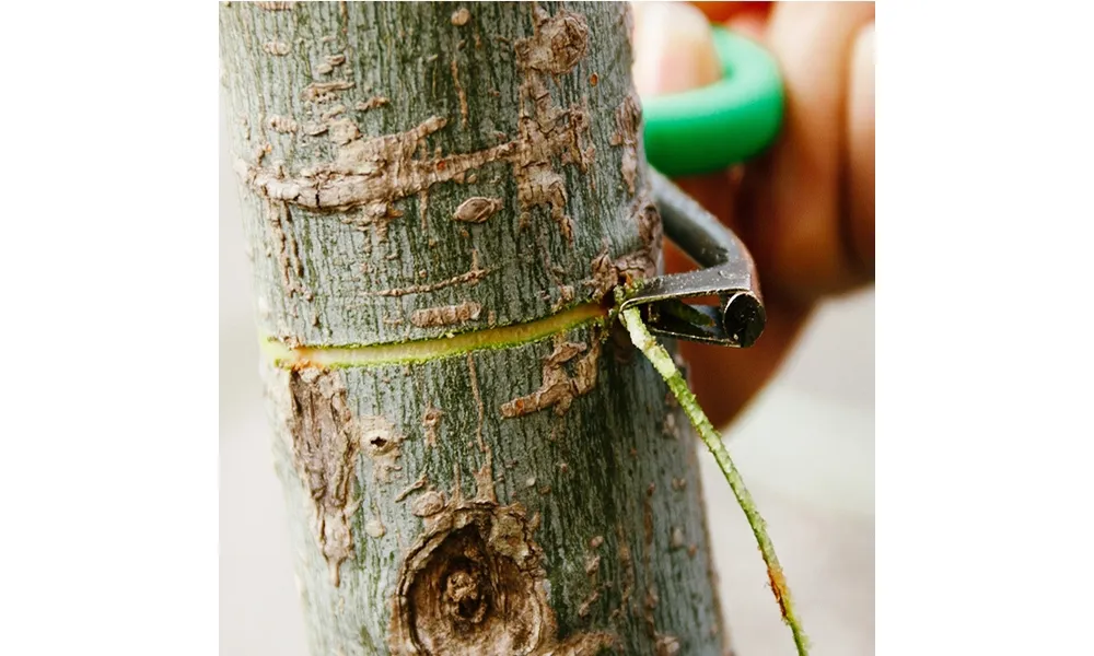 Cắt khoanh gốc đào để hạn chế sinh trưởng, đây là kỹ thuật quan trọng trong chăm sóc hoa đào