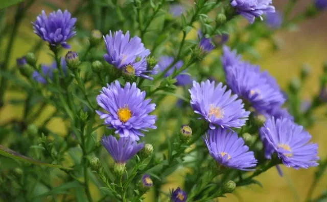 Cắt ngọn cúc tím để tăng chồi nách