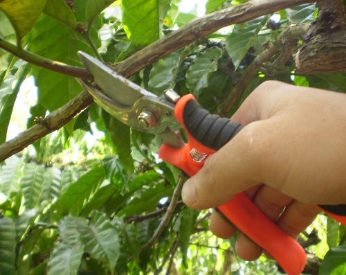 Cách Chăm Sóc Cây Cà Phê Từ Giai Đoạn Mới Trồng Đến Thu Hoạch Hiệu Quả