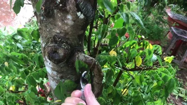 Cắt tỉa cành cây khế