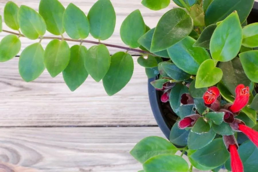 Cắt tỉa cành dài và hoa tàn của cây son môi để khuyến khích ra hoa đợt mới