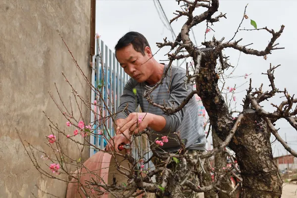 Cắt tỉa cành đào là việc làm cần thiết sau tết