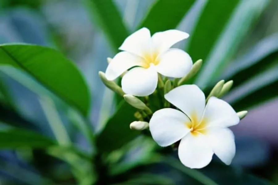 Cắt tỉa cành hoa sứ định kỳ giúp cây ra hoa nhiều nhánh và đúng dịp Tết