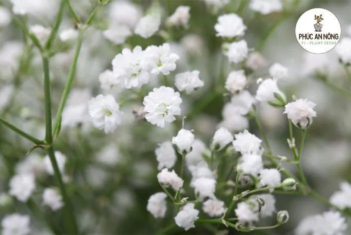 Cắt tỉa cành hỏng và thu hoạch hoa đúng kỹ thuật kích thích sự phát triển và ra hoa mới của cây baby