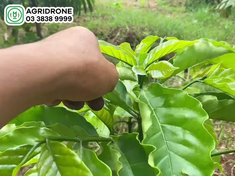 Cắt tỉa cành tạo dáng là bước quan trọng để cây cà phê phát triển khung tán cân đối