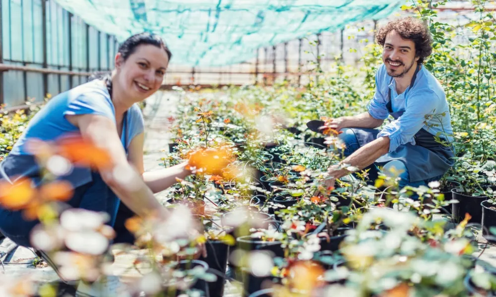 Cắt tỉa cành và vệ sinh gốc để phục hồi cây hoa hồng sau tết