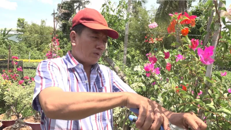 Cắt tỉa cây hoa giấy giúp loại bỏ cành thừa, tạo dáng đẹp và kích thích ra lứa hoa mới mạnh mẽ hơn