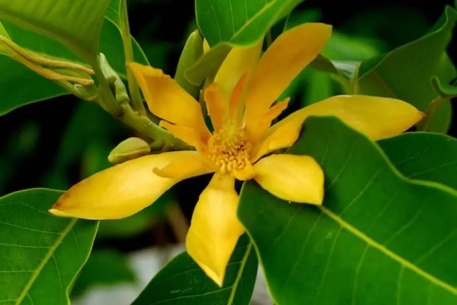 Cắt tỉa cây Ngọc Lan thường xuyên để loại bỏ những phần lá hư tổn, giúp lá non mọc lại tươi tốt hơn