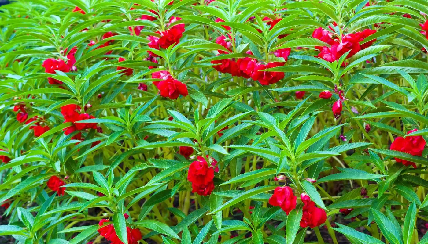 Cắt tỉa cây và lá sâu bệnh