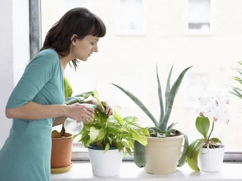 Cắt tỉa, chăm sóc cây thường xuyên cho cây phát triển tốt