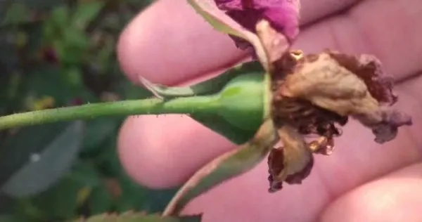 Cắt tỉa hoa hồng khi hoa tàn